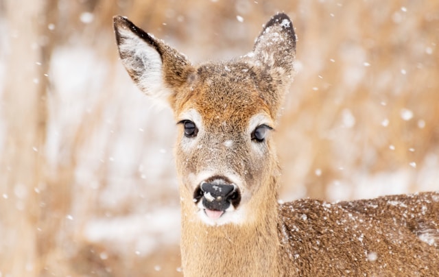 The Impact of Films on Society and Their Importance